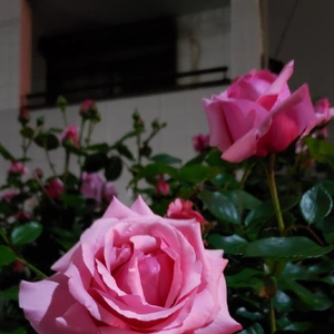 【ちなつ夏薔薇編】😄🌹✨