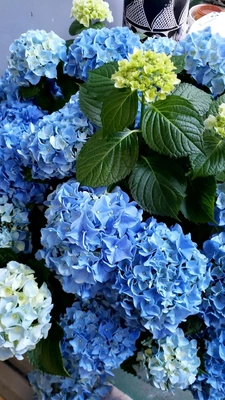 【ちなつ紫陽花編】😄🌼✨