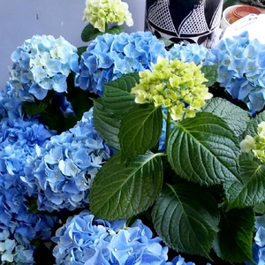 【ちなつ紫陽花編】😄🌼✨