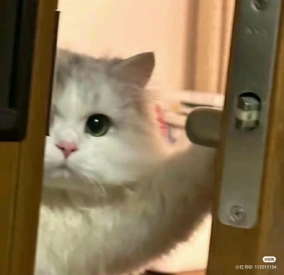 おっはニャンฅ•ﻌ•ฅ☁️