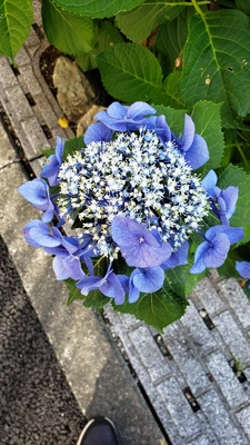 【ちなつ紫陽花編】😄🌼✨