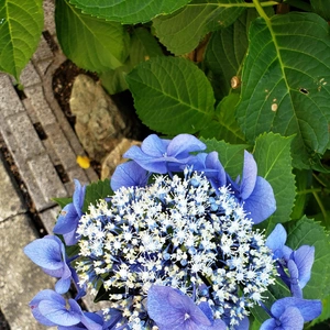 【ちなつ紫陽花編】😄🌼✨