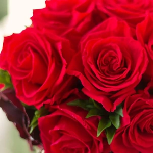 ✨🌹６月誕生花🌹✨薔薇🌹✨