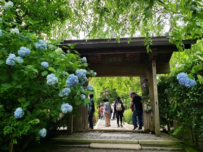 【ちなつ紫陽花編】😄🌼✨