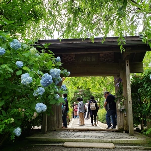 【ちなつ紫陽花編】😄🌼✨