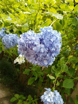 【ちなつ紫陽花編】😄🌼✨