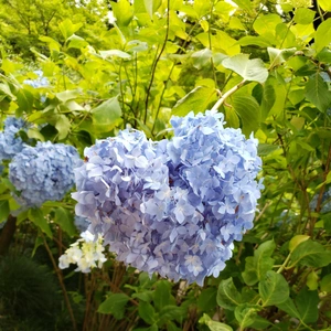 【ちなつ紫陽花編】😄🌼✨