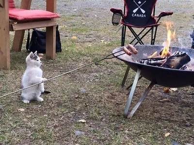 おっはニャンฅ•ﻌ•ฅ☀️✨