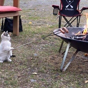 おっはニャンฅ•ﻌ•ฅ☀️✨