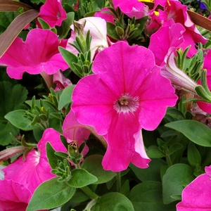 【ちなつ夏のお花編】😄🌼✨