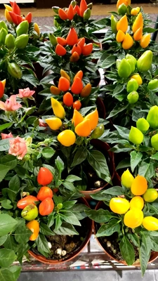 【ちなつ夏のお花編】😄🌼✨