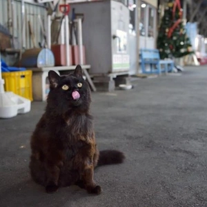 おっはニャンฅ•ﻌ•ฅ☀️✨