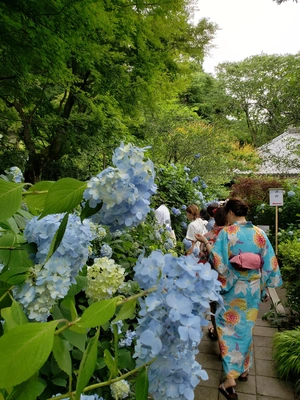 【ちなつ紫陽花編】😄🌼✨
