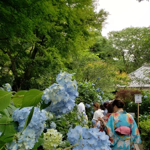 【ちなつ紫陽花編】😄🌼✨