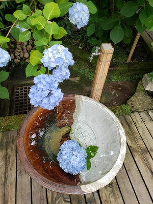 【ちなつ紫陽花編】😄🌼✨