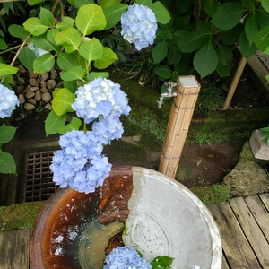 【ちなつ紫陽花編】😄🌼✨