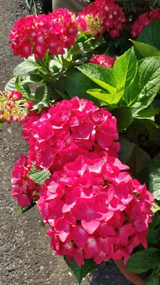 【ちなつ紫陽花編】😄🌼✨