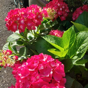【ちなつ紫陽花編】😄🌼✨