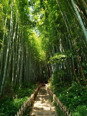 【ちなつ竹林編】😄🌿✨