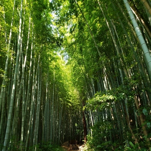 【ちなつ竹林編】😄🌿✨