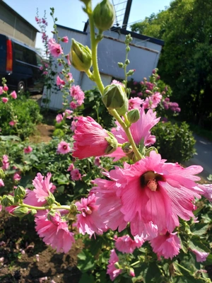 【ちなつ夏のお花編】😄🌼✨