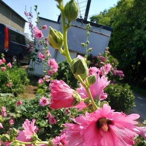 【ちなつ夏のお花編】😄🌼✨