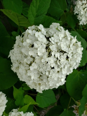 【ちなつ紫陽花編】😄🌼✨