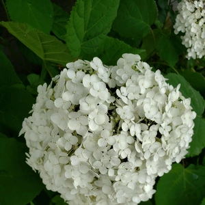 【ちなつ紫陽花編】😄🌼✨