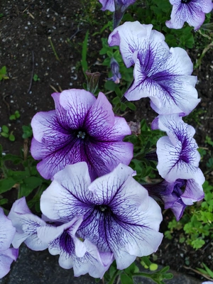 【ちなつ夏のお花編】😄🌼✨