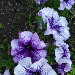 【ちなつ夏のお花編】😄🌼✨