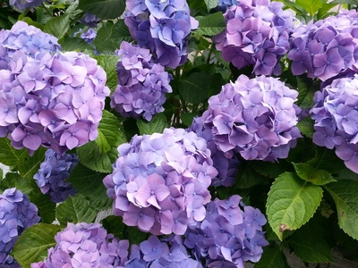 【ちなつ紫陽花編】😄🌼✨