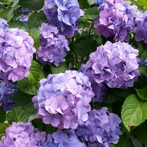 【ちなつ紫陽花編】😄🌼✨