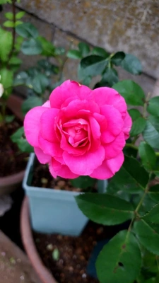【ちなつ夏薔薇編】😄🌹✨