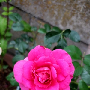 【ちなつ夏薔薇編】😄🌹✨