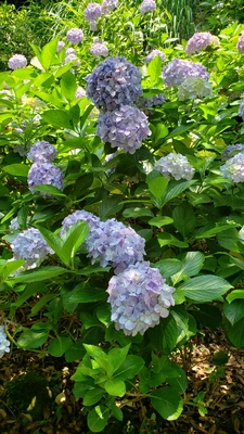 【ちなつ紫陽花編】😄🌼✨