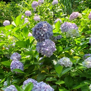 【ちなつ紫陽花編】😄🌼✨