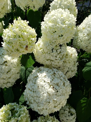 【ちなつ紫陽花編】😄🌼✨