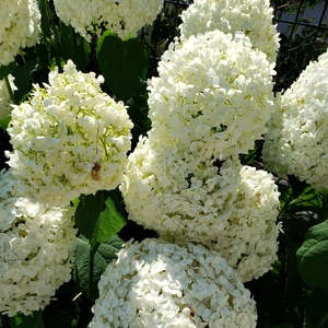 【ちなつ紫陽花編】😄🌼✨