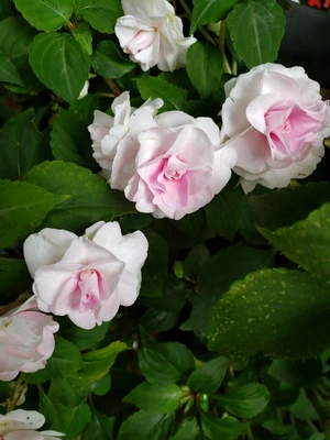 【ちなつ薔薇編】😄🌹✨