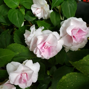 【ちなつ薔薇編】😄🌹✨