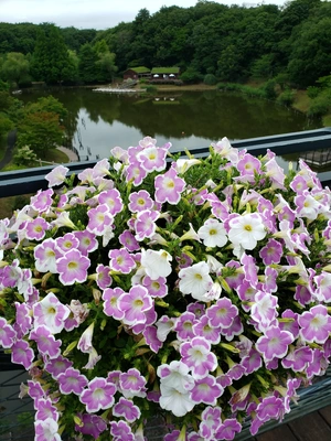 【ちなつ夏のお花編】😄🌼✨