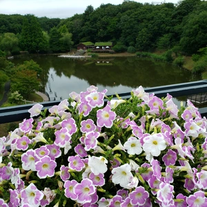 【ちなつ夏のお花編】😄🌼✨