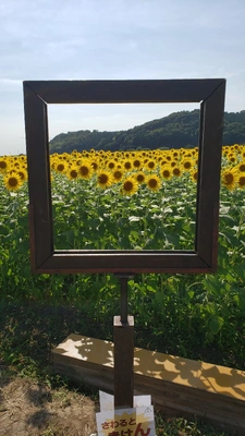 【ちなつひまわり編】😄🌻✨