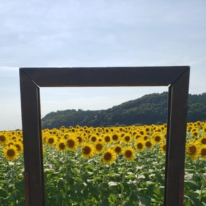 【ちなつひまわり編】😄🌻✨
