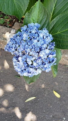 【ちなつ紫陽花編】😄🌼✨