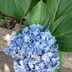 【ちなつ紫陽花編】😄🌼✨