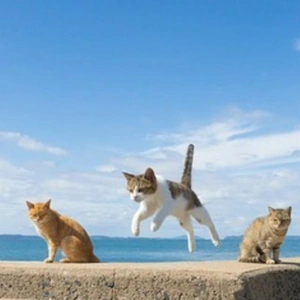 おっはニャンฅ•ﻌ•ฅ☁️