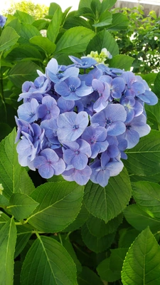 【ちなつ紫陽花編】😄🌼✨