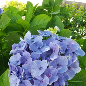 【ちなつ紫陽花編】😄🌼✨