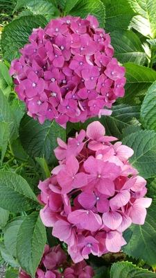 【ちなつ紫陽花編】😄🌼✨
